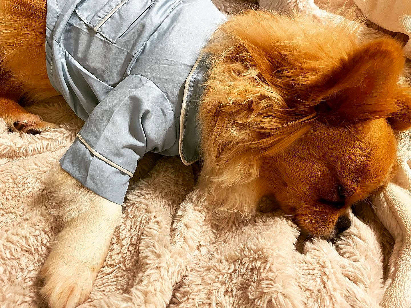 Gino is registered to the contest to win money with this photo: canidae, carnivore, claw, companion_dog, dog, dog_breed, fawn, fur, grass, hat, human_leg, liver, paw, retriever, soil, sporting_group, toy_dog, whiskers, wildlife, working_animal