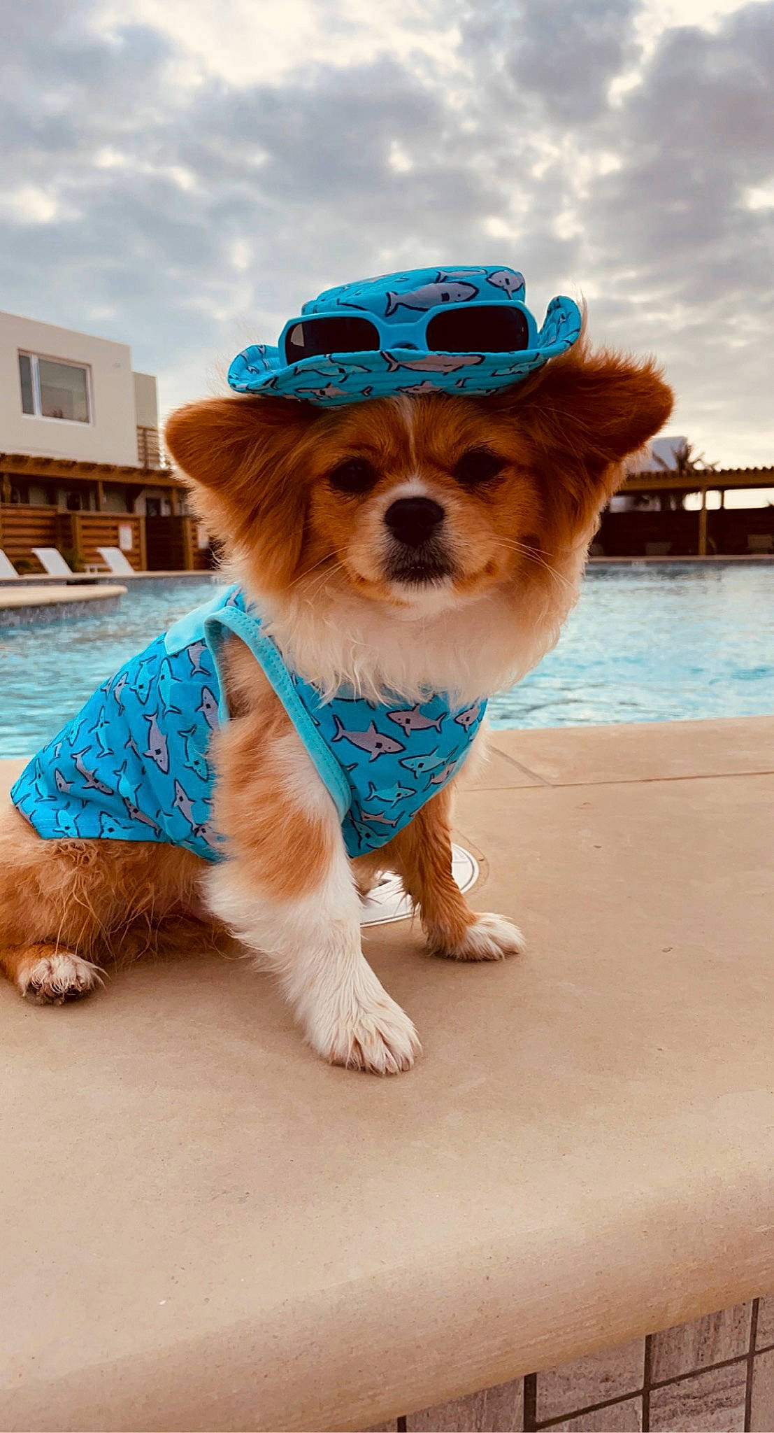 Gino is registered to the contest to win money with this photo: blue, carnivore, cloud, collar, companion_dog, dog, dog_breed, dog_clothes, dog_collar, dog_supply, fawn, fur, hat, leash, sky, snout, sporting_group, toy_dog, water, working_animal