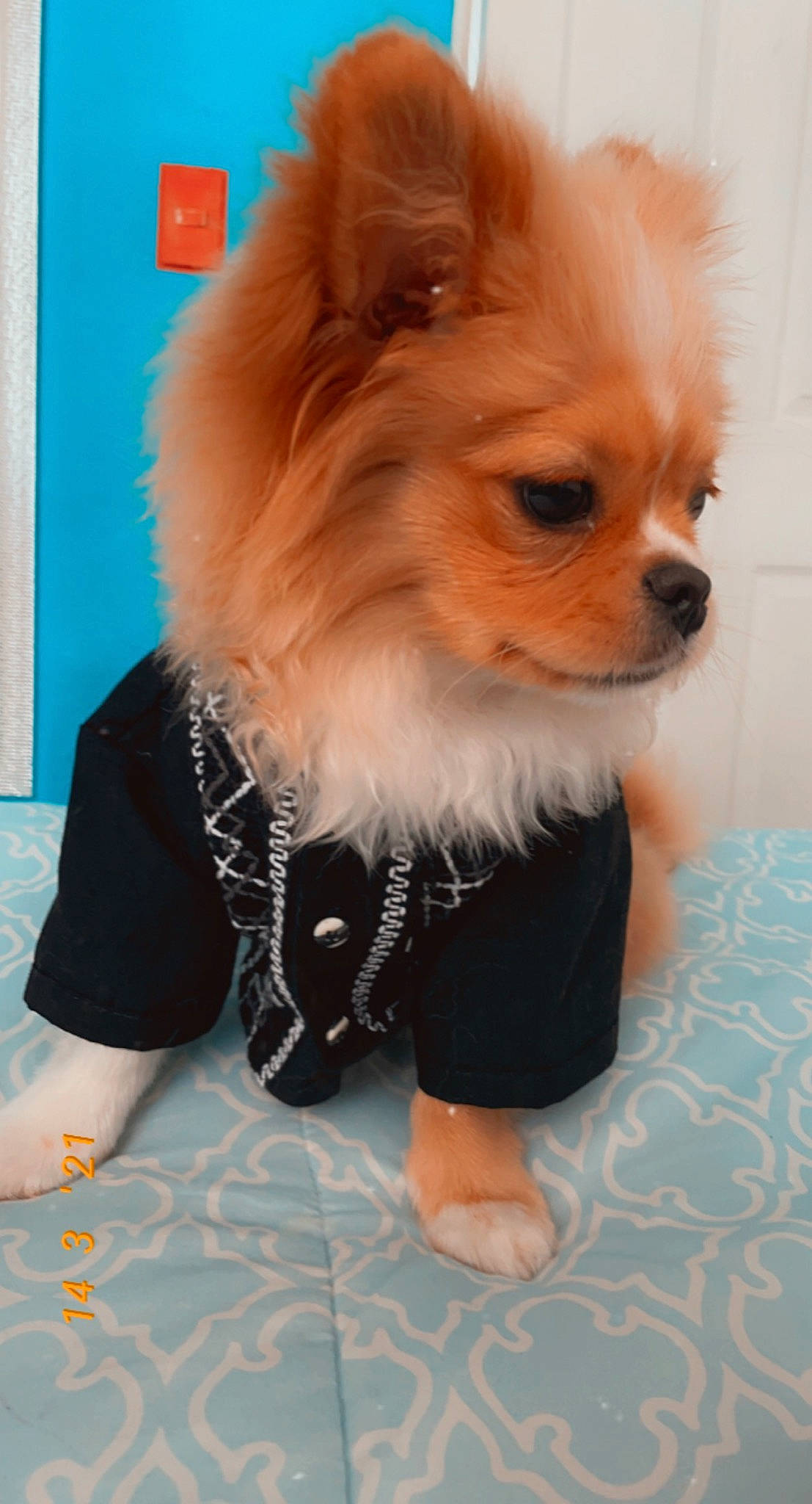 Gino joined the competition — help win amazing prizes! canidae, carnivore, companion_dog, dog, dog_breed, dog_supply, fawn, fur, german_spitz, german_spitz_klein, liver, pattern, sleeve, snout, spitz, sporting_group, t_shirt, toy_dog, volpino_italiano, whiskers