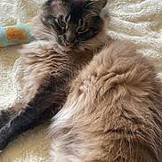 Jerry is registered to the contest to win money with this photo: cat, fluffy_cat, long_hair, feline, whiskers, bed, blanket, toy, orange_toy, cozy, indoor, close_up, portrait, relaxed, sleepy, soft_texture, fur, paw, lounging, domestic_cat