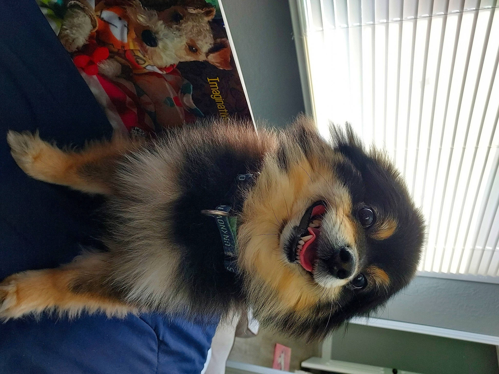 Paco joined the competition — help win amazing prizes! animal_shelter, beak, canidae, claw, companion_dog, dog_breed, fang, feather, felidae, fur, pet_supply, snout, sporting_group, stuffed_toy, tail, terrestrial_animal, toy, whiskers, wildlife, wing