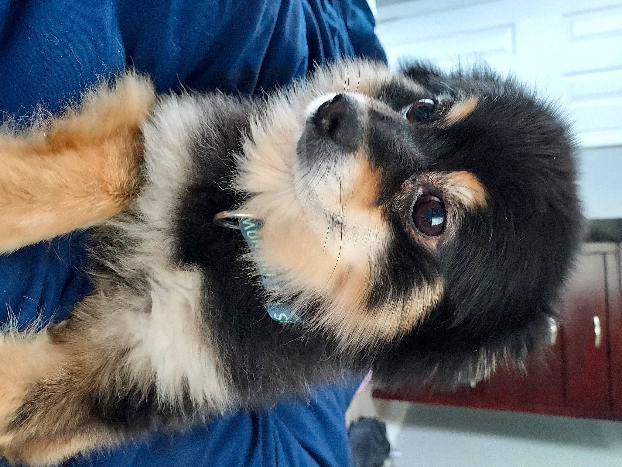 Paco is registered to the contest to win money with this photo: canidae, carnivore, comfort, companion_dog, dog, dog_breed, ear, electric_blue, foot, fur, herding_dog, paw, puppy, snout, sporting_group, tail, terrestrial_animal, toy_dog, whiskers, working_dog