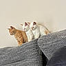 Shiro a rejoint le concours — aidez-le/la à gagner de superbes lots ! cats, kittens, orange_cat, white_cats, pets, animals, felines, couch, sofa, upholstery, indoor, home, living_room, cute, curious, sitting, standing, looking_down, group, portrait