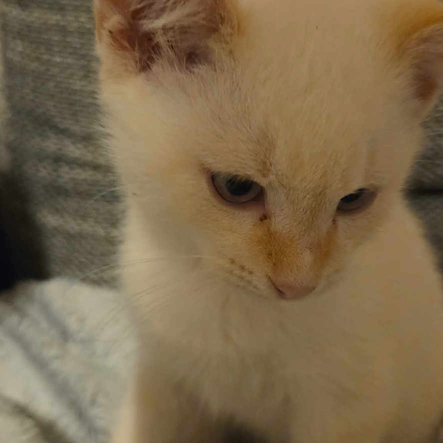 Shiro