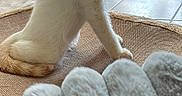 Shiro participe au concours pour gagner de l'argent avec cette photo : cat, kitten, white_cat, orange_cat, multiple_cats, animal, pet, sitting, fluffy, fur, ears, eyes, whiskers, indoors, window, curtain, blanket, floor, tile, portrait