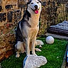 Blue a rejoint le concours — aidez-le/la à gagner de superbes lots ! animal, artificial_grass, backyard, ball, black_and_white, blue_eyes, dog, dog_crate, fluffy, kennel, open_mouth, outdoor, pet, playful, portrait, rock, siberian_husky, sitting, stone_wall, tongue