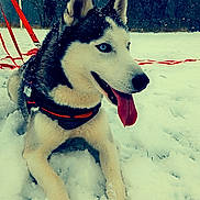 Blue a rejoint le concours — aidez-le/la à gagner de superbes lots ! blue_eyes, canine, dog, ears, fur, harness, leash, lying_down, outdoor, panting, pet, portrait, red, siberian_husky, sitting, snow, snowy_landscape, tongue_out, trees, winter