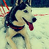 blue_eyes, canine, dog, ears, fur, harness, leash, lying_down, outdoor, panting, pet, portrait, red, siberian_husky, sitting, snow, snowy_landscape, tongue_out, trees, winter