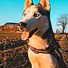 Blue participe au concours pour gagner de l'argent avec cette photo : barn, blue_sky, canine, countryside, dirt_path, dog, farmland, field, golden_hour, happy, harness, husky, outdoors, pet, portrait, siberian_husky, sitting, sunlight, tongue_out, tree