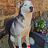 Blue participe au concours pour gagner de l'argent avec cette photo : dog, husky, siberian_husky, pet, animal, sitting, chair, wicker_chair, outdoor, stone_wall, rustic, garden, potted_plant, flowers, portrait, fluffy, white_and_gray, closed_eyes, cute, photography