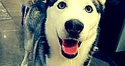Blue participe au concours pour gagner de l'argent avec cette photo : dog, siberian_husky, canine, pet, animal, portrait, front_view, smiling, happy, open_mouth, blue_eyes, pointed_ears, fluffy, black_and_white, standing, indoor, store, counter, tile_floor, background_dog