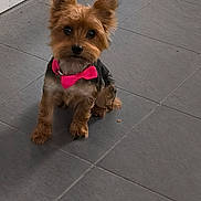 Lily a rejoint le concours — aidez-le/la à gagner de superbes lots ! adorable, alert, animal, canine, companion, cute, dog, domestic_animal, ears, floor, friendly, fur, grey_tiles, indoor, kitchen, looking_up, pet, pink_bow_tie, sitting, small_dog