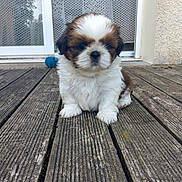Amala a rejoint le concours — aidez-le/la à gagner de superbes lots ! adorable, animal, ball, brown_and_white, canine, curtains, cute, dog, door, flooring, fluffy, fur, outdoor, pet, portrait, puppy, sitting, small_dog, wooden_deck, young_dog
