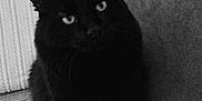 Pompon a rejoint le concours — aidez-le/la à gagner de superbes lots ! animal, black_cat, cat, close_up, companion, couch, cozy, cute, domestic, eyes, fluffy, furniture, home, indoor, pet, relaxed, sitting, soft, texture, whiskers