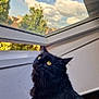 animal, black_cat, cat, closeup, clouds, curious, daylight, domestic_cat, fur, house, indoor, looking_up, nature, pet, sky, sunlight, trees, whiskers, window, yellow_eyes