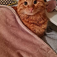 Ronron participe au concours pour gagner de l'argent avec cette photo : animal, blanket, cat, comfort, cozy, curious_eyes, cute, domestic_cat, feline, fur, home, indoor, orange_tabby, pet, pink_blanket, plush_toys, relaxed, resting, shelf, soft_texture