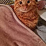 animal, blanket, cat, comfort, cozy, curious_eyes, cute, domestic_cat, feline, fur, home, indoor, orange_tabby, pet, pink_blanket, plush_toys, relaxed, resting, shelf, soft_texture