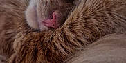 Ronron participe au concours pour gagner de l'argent avec cette photo : animal, cat, closeup, cozy, cute, feline, fluffy, fur, indoor, mammal, nap, nose, orange_cat, peaceful, pet, relaxed, resting, sleeping, soft, whiskers
