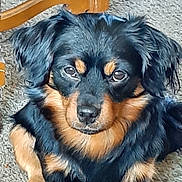 Nike joined the competition — help win amazing prizes! dog, black_and_tan, pet, animal, carpet, indoor, furniture_leg, cute, canine, fur, ears, eyes, nose, paws, sitting, looking, portrait, household, domestic, companion