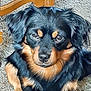 dog, black_and_tan, pet, animal, carpet, indoor, furniture_leg, cute, canine, fur, ears, eyes, nose, paws, sitting, looking, portrait, household, domestic, companion
