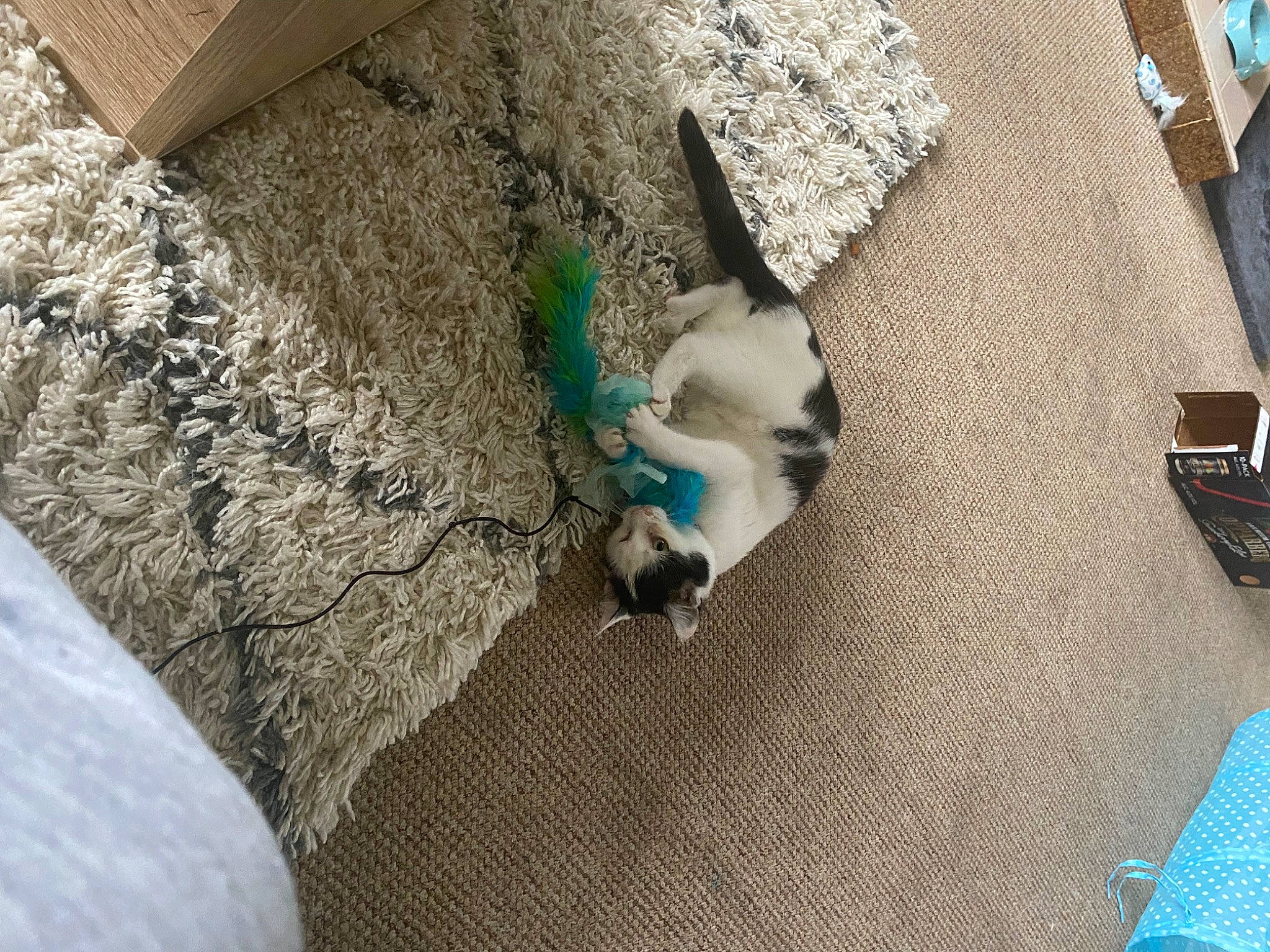 Mika joined the competition — help win amazing prizes! art, azure, canidae, companion_dog, concrete, dog, dog_breed, electric_blue, fashion_accessory, fawn, flooring, fur, grass, linens, rock, soil, sporting_group, tail, wood, working_animal