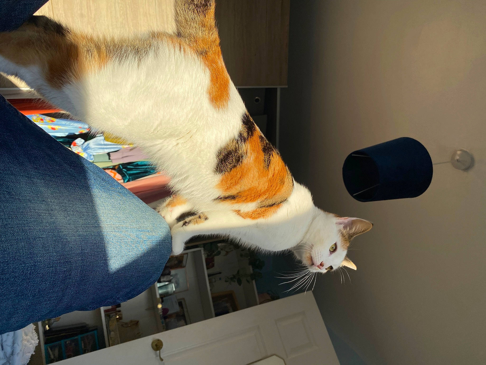 Kimi is registered to the contest to win money with this photo: canidae, carnivore, cat, claw, comfort, companion_dog, dog_breed, domestic_short_haired_cat, felidae, fur, human_leg, mammal, paw, small_to_medium_sized_cats, snout, sporting_group, tail, vertebrate, whiskers, working_animal