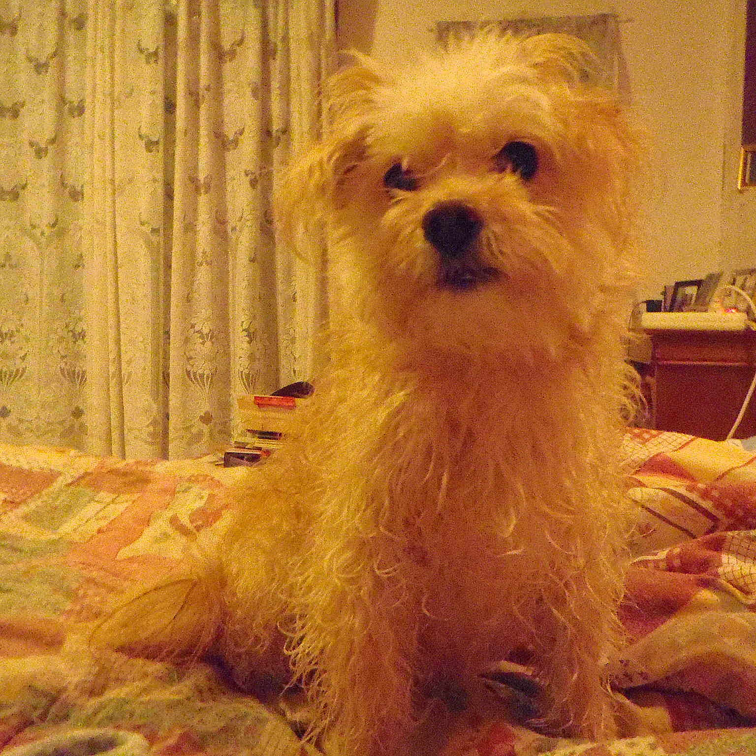 Snoopette