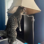 Howard Jr. joined the competition — help win amazing prizes! blue_wall, cat, curiosity, curious, domestic, exploration, furniture, household, indoor, lamp, light, pet, room, shade, standing, sticky_notes, tabby_cat, table, white_paws, window
