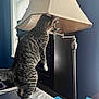 blue_wall, cat, curiosity, curious, domestic, exploration, furniture, household, indoor, lamp, light, pet, room, shade, standing, sticky_notes, tabby_cat, table, white_paws, window