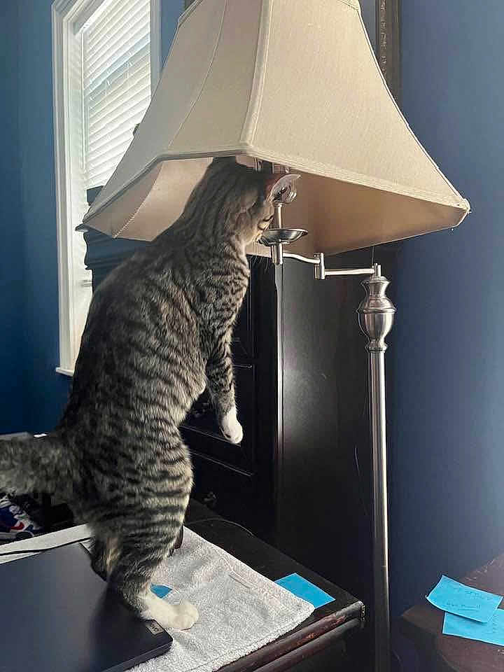 Howard Jr. joined the competition — help win amazing prizes! blue_wall, cat, curiosity, curious, domestic, exploration, furniture, household, indoor, lamp, light, pet, room, shade, standing, sticky_notes, tabby_cat, table, white_paws, window