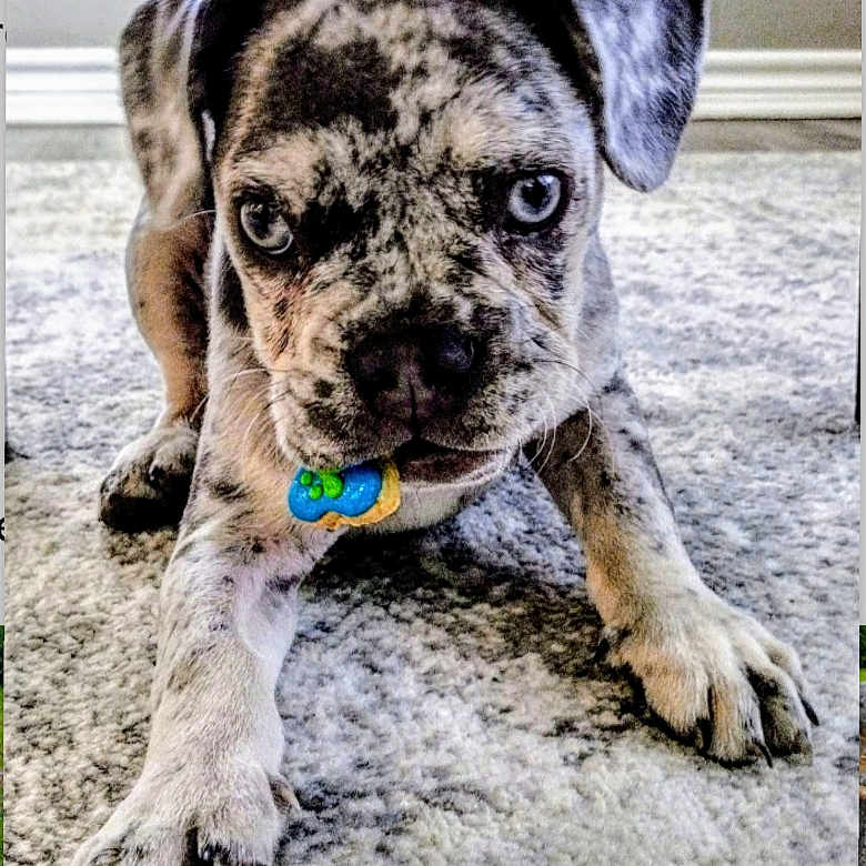 Murphy joined the competition — help win amazing prizes! accessories, animal, ball, boxer, bulldog, canine, collar, dalmatian, dog, frenchbulldog, greatdane, hound, pet, pitbull, pointer, pug, puppy, snout, sport, whitedog