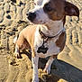 animal, beach, canine, coast, collar, curious, daytime, dog, nature, outdoor, pet, portrait, puppy, sand, shore, side_view, small_dog, sunlight, tag, water