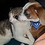affection, animal, bandana, cat, closeup, comfort, companion, cozy, cute, dog, ears, friendship, fur, indoor, nose, pet, relaxation, sleeping, snuggling, whiskers