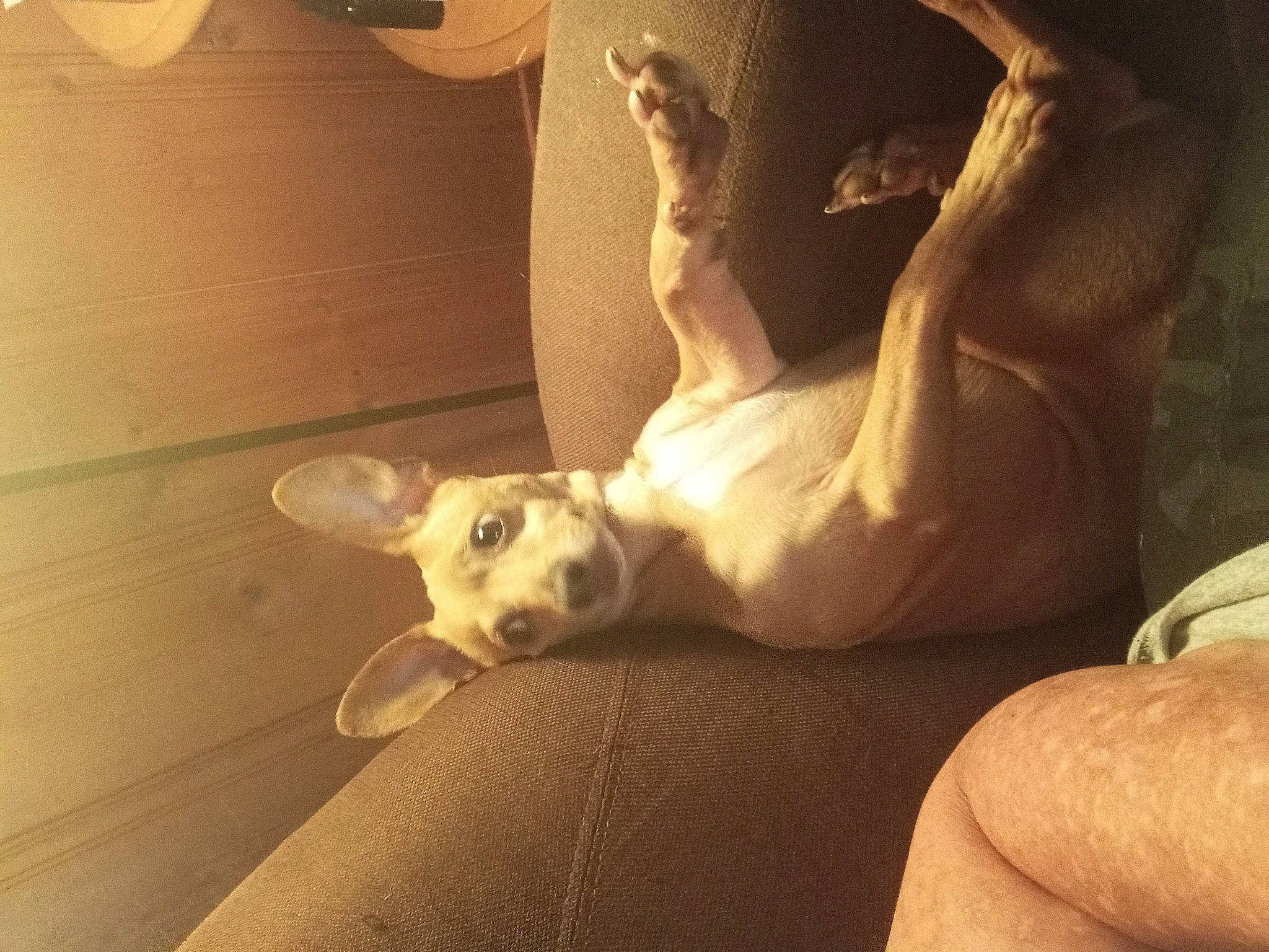 Bowie is registered to the contest to win money with this photo: art, canidae, carnivore, comfort, companion_dog, dog, dog_breed, fawn, flooring, foot, fur, human_leg, paw, room, sporting_group, tail, visual_arts, whiskers, wood, working_animal