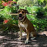 Diamond joined the competition — help win amazing prizes! animal, bush, canine, daylight, dog, flora, garden, greenery, happy, landscape, leaves, nature, outdoor, pet, plants, pond, shadows, sitting, sunlight, tree