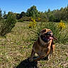 Diamond is registered to the contest to win money with this photo: animal, blue_sky, bushes, canine, daytime, dog, field, grass, greenery, happy, mammal, nature, outdoor, pet, playful, running, summer, sunny, tongue_out, wildflowers