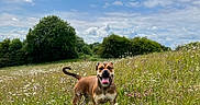 Diamond is registered to the contest to win money with this photo: animal, canine, clouds, daytime, dog, field, grass, greenery, happy, meadow, nature, outdoor, pet, playful, sky, summer, tail, tongue_out, walking, wildflowers
