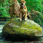 Diamond joined the competition — help win amazing prizes! dog, cane_corso, rock, moss, waterfall, forest, greenery, nature, outdoor, animal, pet, canine, water, stream, stone, vegetation, wildlife, landscape, flora, sitting