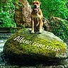 dog, cane_corso, rock, moss, waterfall, forest, greenery, nature, outdoor, animal, pet, canine, water, stream, stone, vegetation, wildlife, landscape, flora, sitting