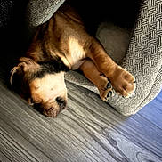 Diamond joined the competition — help win amazing prizes! puppy, sleeping, pet_bed, dog, cozy, floor, wooden_floor, paw, animal, resting, cute, indoor, texture, brown, black, white, fur, relaxation, comfort, peaceful