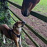 Diamond joined the competition — help win amazing prizes! dog, horse, fence, grass, field, outdoor, animal, nature, greenery, curious, sniffing, daylight, leaves, wooden_fence, brown_dog, brown_horse, close_up, interaction, canine, equine
