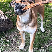 Diamond joined the competition — help win amazing prizes! animal, brown, canine, dog, ears, grass, ground, mouth, nature, outdoor, paw, pet, playful, snout, stick, sunlight, tail, tree, white, yard