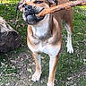 animal, brown, canine, dog, ears, grass, ground, mouth, nature, outdoor, paw, pet, playful, snout, stick, sunlight, tail, tree, white, yard