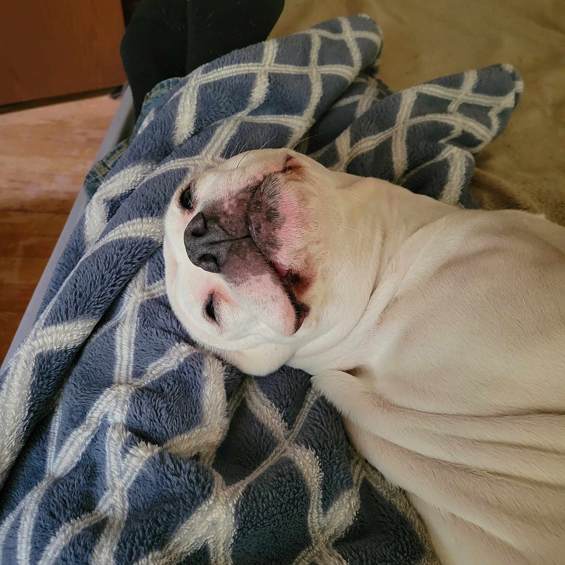 Suger joined the competition — help win amazing prizes! dog, white_dog, blanket, blue_blanket, indoor, relaxed, pet, sleepy, cozy, lying_down, animal, cute, snout, fur, resting, close_up, home, comfort, soft, pattern