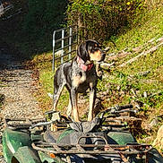 Maggie is registered to the contest to win money with this photo: alert, animal, atv, canine, collar, dirt_path, dog, forest, four_wheeler, greenery, nature, outdoor, pet, rural, rustic, standing, sunlight, trail, vehicle, wood