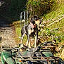alert, animal, atv, canine, collar, dirt_path, dog, forest, four_wheeler, greenery, nature, outdoor, pet, rural, rustic, standing, sunlight, trail, vehicle, wood