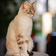 Ruby participe au concours pour gagner de l'argent avec cette photo : cat, blue_eyes, cream_fur, striped_pattern, sitting, pet, indoor, feline, cat_perch, soft_fur, focused, calm, portrait, animal, whiskers, ears, paws, domestic_cat, close_up, furniture