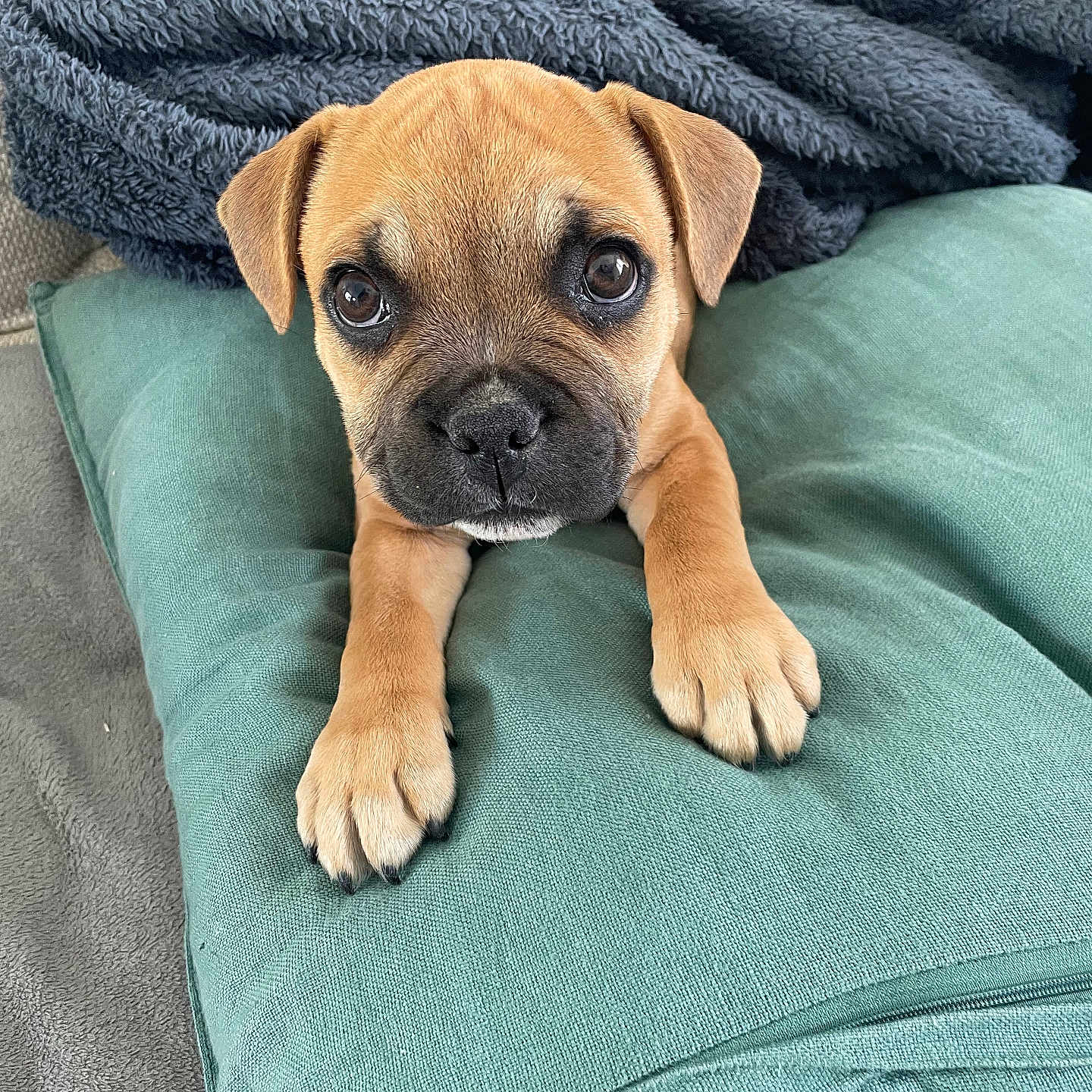 Marley participe au concours pour gagner de l'argent avec cette photo : animal, blanket, boxer, bulldog, canine, cushion, dog, dogbed, homedecor, hound, person, pet, pitbull, pug, puppy, sleeping, snout