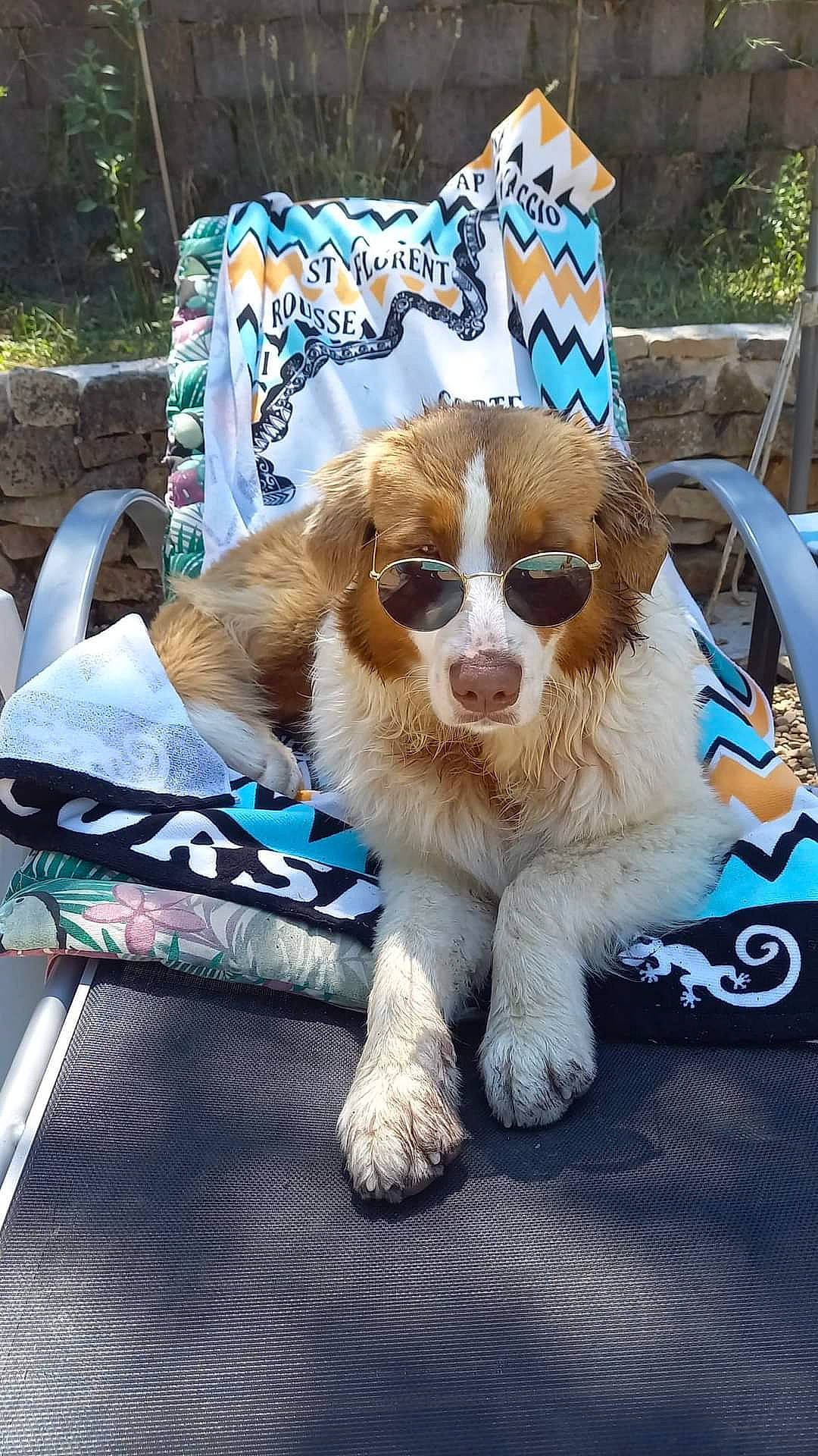 Saxo a rejoint le concours — aidez-le/la à gagner de superbes lots ! canidae, carnivore, cavalier_king_charles_spaniel, collar, companion_dog, corgi_chihuahua, dog, dog_breed, dog_supply, eyewear, fawn, fur, gun_dog, liver, plant, puppy, snout, spaniel, sporting_group, toy_dog