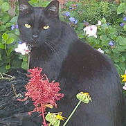 Harley is registered to the contest to win money with this photo: animal, backyard, blackcat, cat, daisy, flower, garden, grass, jar, leaf, nature, outdoors, pet, petal, plant, planter, pottedplant, pottery, vase, yard